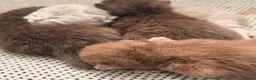 British Shorthair cats for sale: 🐾 GCCF Registered British Shorthair Kittens 🐾 - Advert 12
