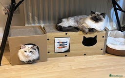 Ragdoll cats for sale: Ragdoll cat - Image 3