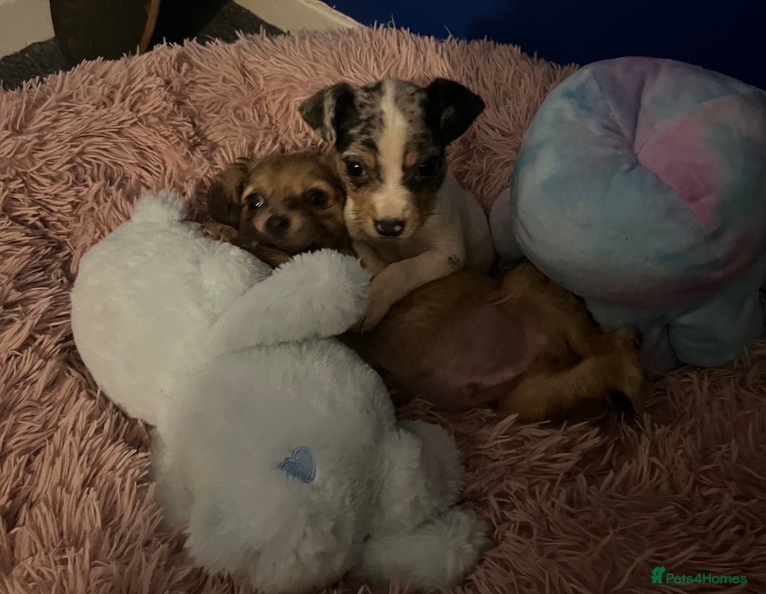 Mixed Breed dogs for sale: Beautiful Woopsie daisy cocker-jack boys  💙 - Image 5