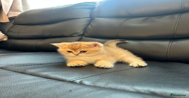 British Shorthair cats - Advert 6