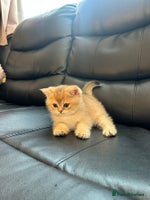 British Shorthair cats - Advert 6