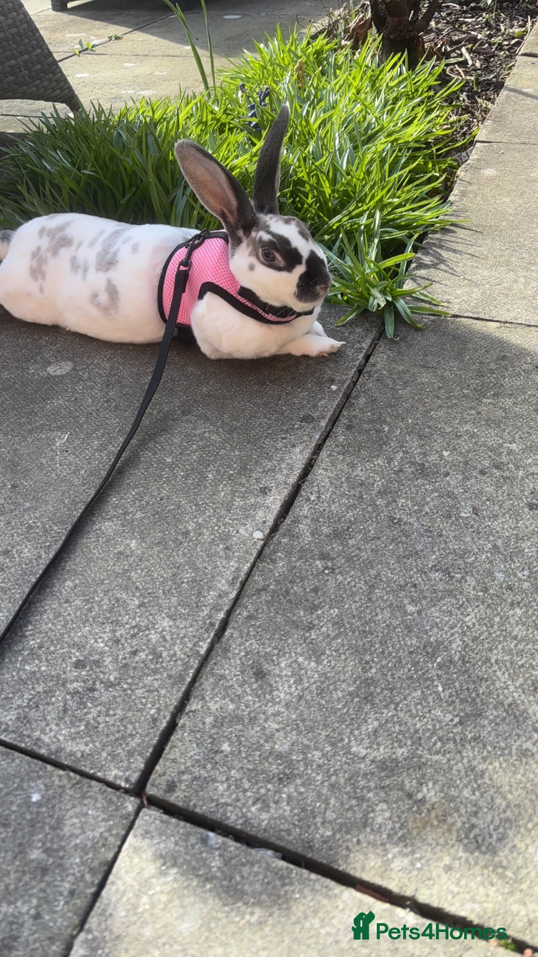 English Spot rabbits for sale: Female rabbit for sale  - Image 4