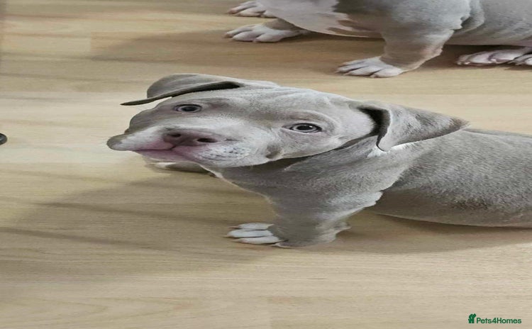American Bully dogs - Advert 6