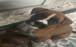 Boxer dogs for sale: Boxer puppy’s  - Image 2