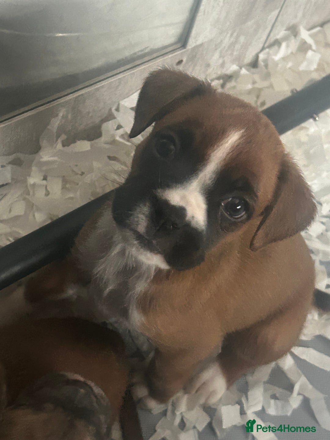 Boxer dogs for sale: Boxer puppy’s  - Image 2