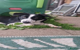 Border Collie dogs for sale: 7 Month Old Border Collie - Image 4