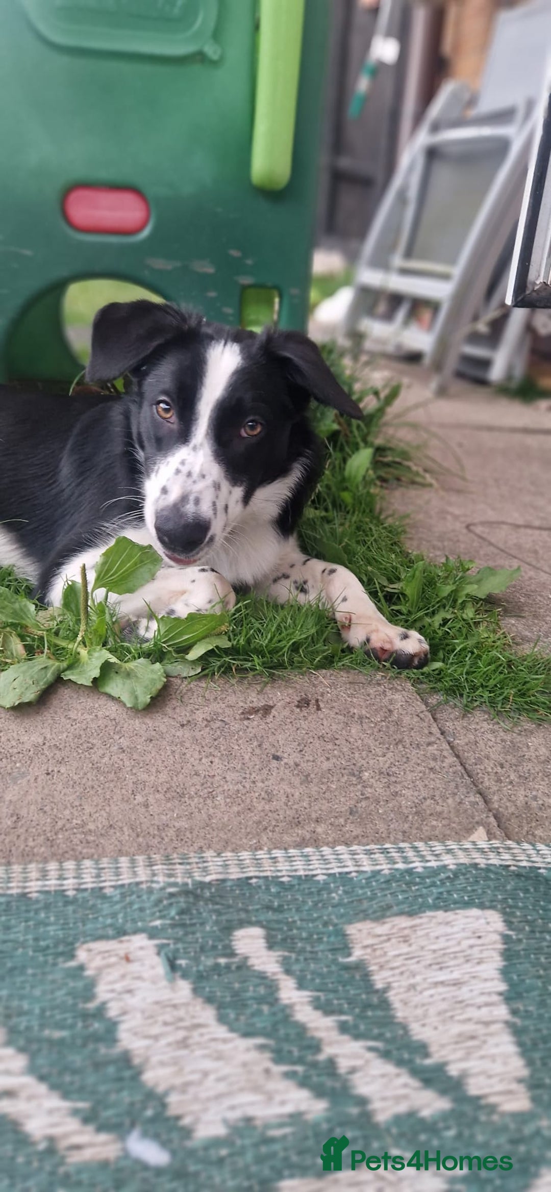 Border Collie dogs for sale: 7 Month Old Border Collie - Image 4