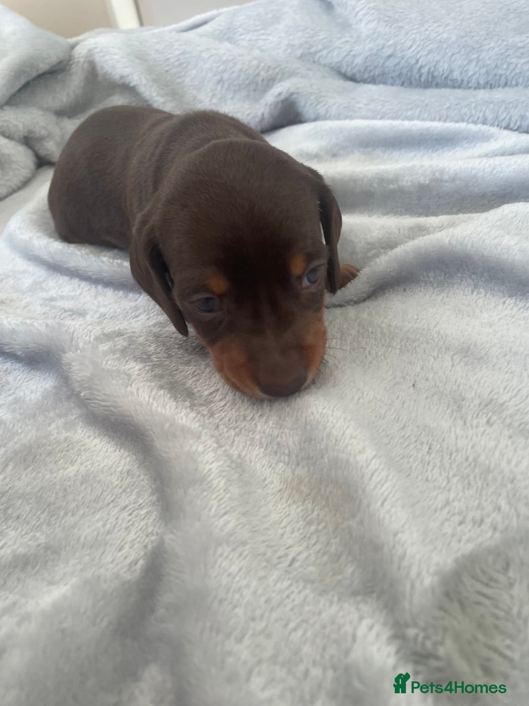 Dachshund dogs for sale: 6 boy dachshund puppies  - Advert 9