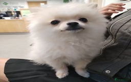 Pomeranian dogs for sale: Baby Teacup pomeranian boy  - Image 12