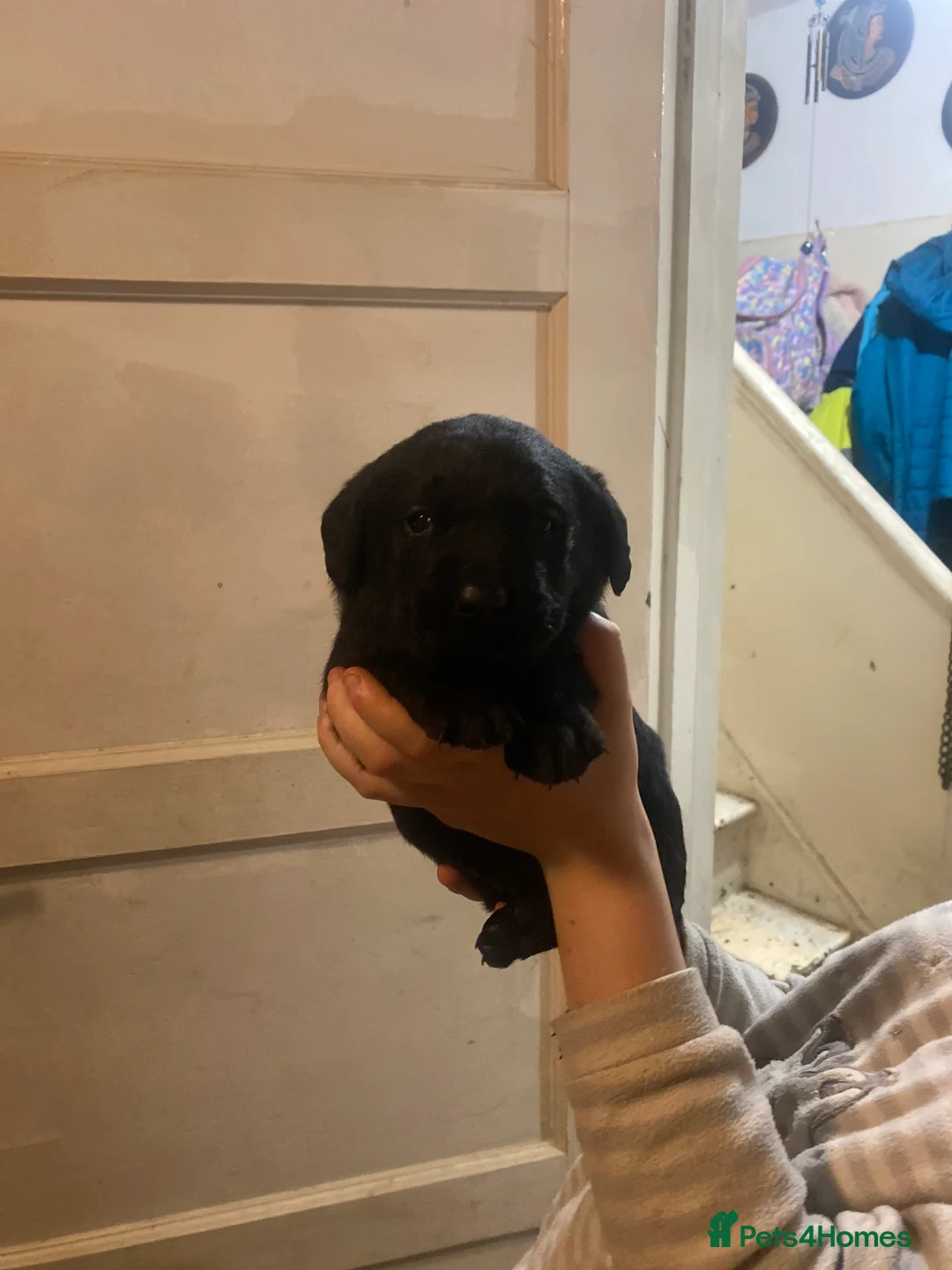 Labrador Retriever dogs for sale: Lovely Labrador puppies  in Bourne - Advert 6
