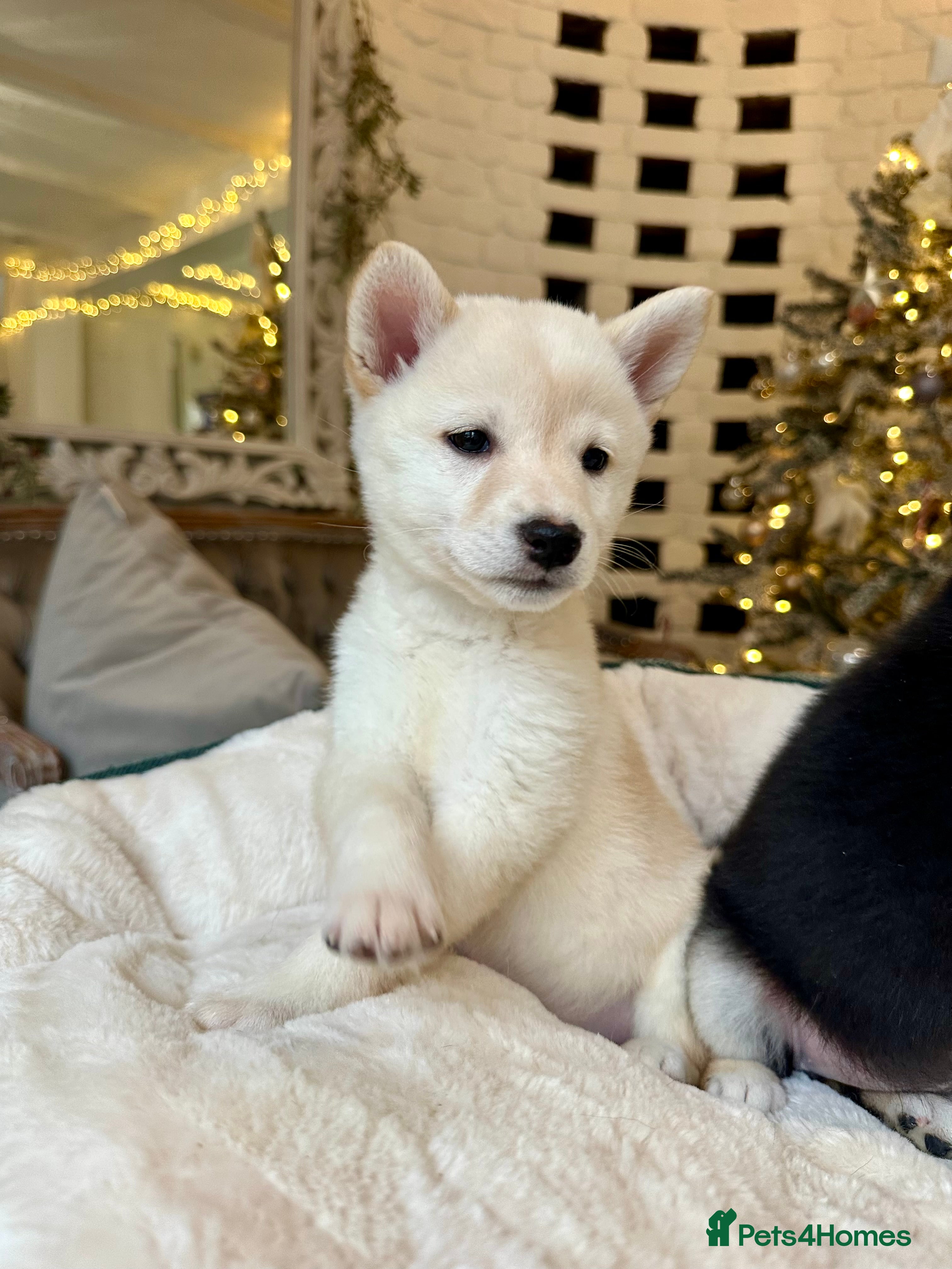 Japanese Shiba Inu dogs Japanese Shiba Inu puppies HEALTH TESTED - Advert 2