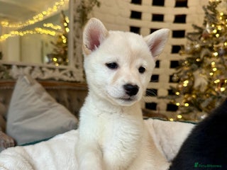 Japanese Shiba Inu dogs Japanese Shiba Inu puppies HEALTH TESTED - Advert 4