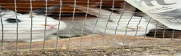 Californian rabbits for sale: Rabbits for you  - Advert 7