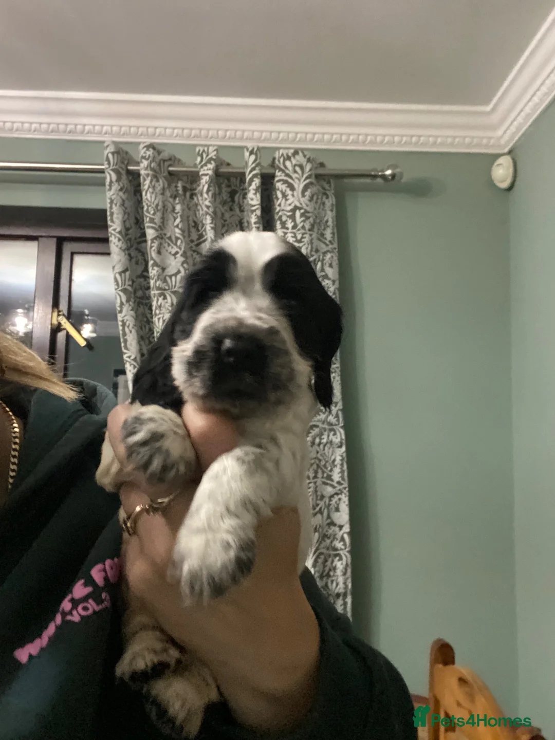 Cocker Spaniel dogs for sale: Gorgeous show Cocker spaniel  in Mablethorpe - Advert 10