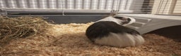 Guinea Pig rodents for sale: 2 female guinea pigs for rehoming with cage - Advert 6