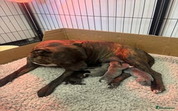 Staffordshire Bull Terrier dogs for sale: 1 staffy girl available! Beautiful! - Image 3