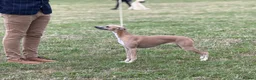 Whippet dogs for sale: Beautiful whippet boy💙 - Advert 7