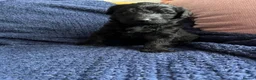 Labradoodle dogs for sale: 🐾 Beautiful Labradoodle Puppies 🐾 in Chelmsford - Advert 3