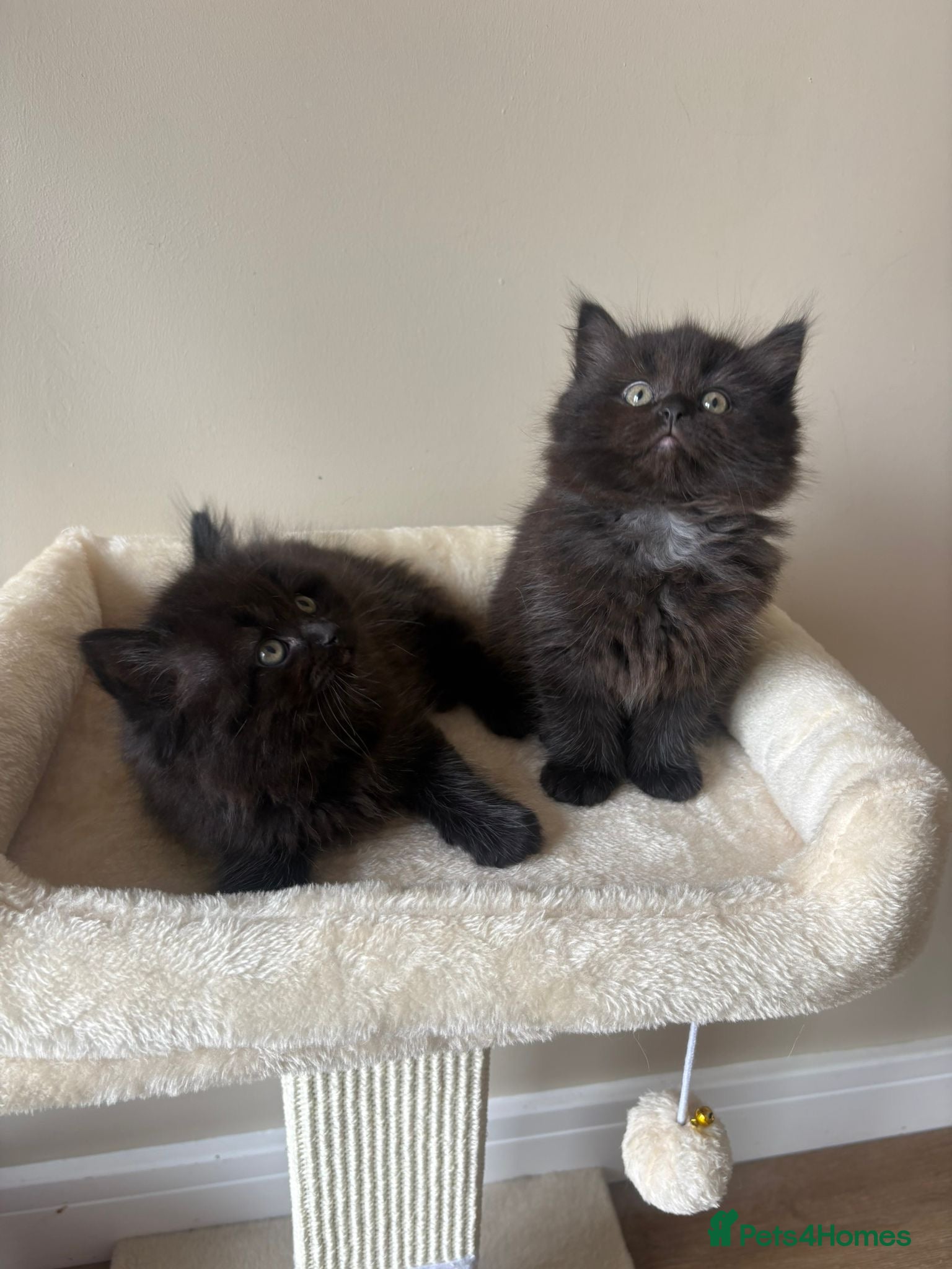 British Shorthair cats British Short Hair Kittens - Advert 2