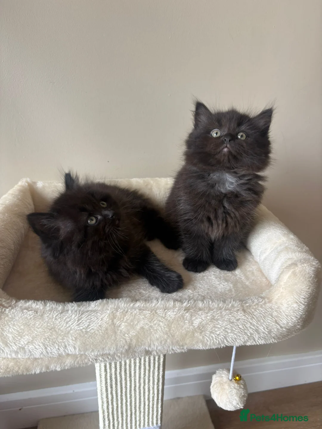 British Shorthair cats for sale: British Short Hair Kittens - Advert 1