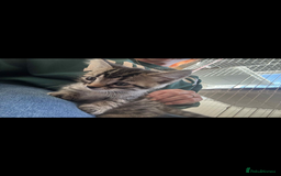 Bengal cats for sale: Bengal x - Image 11