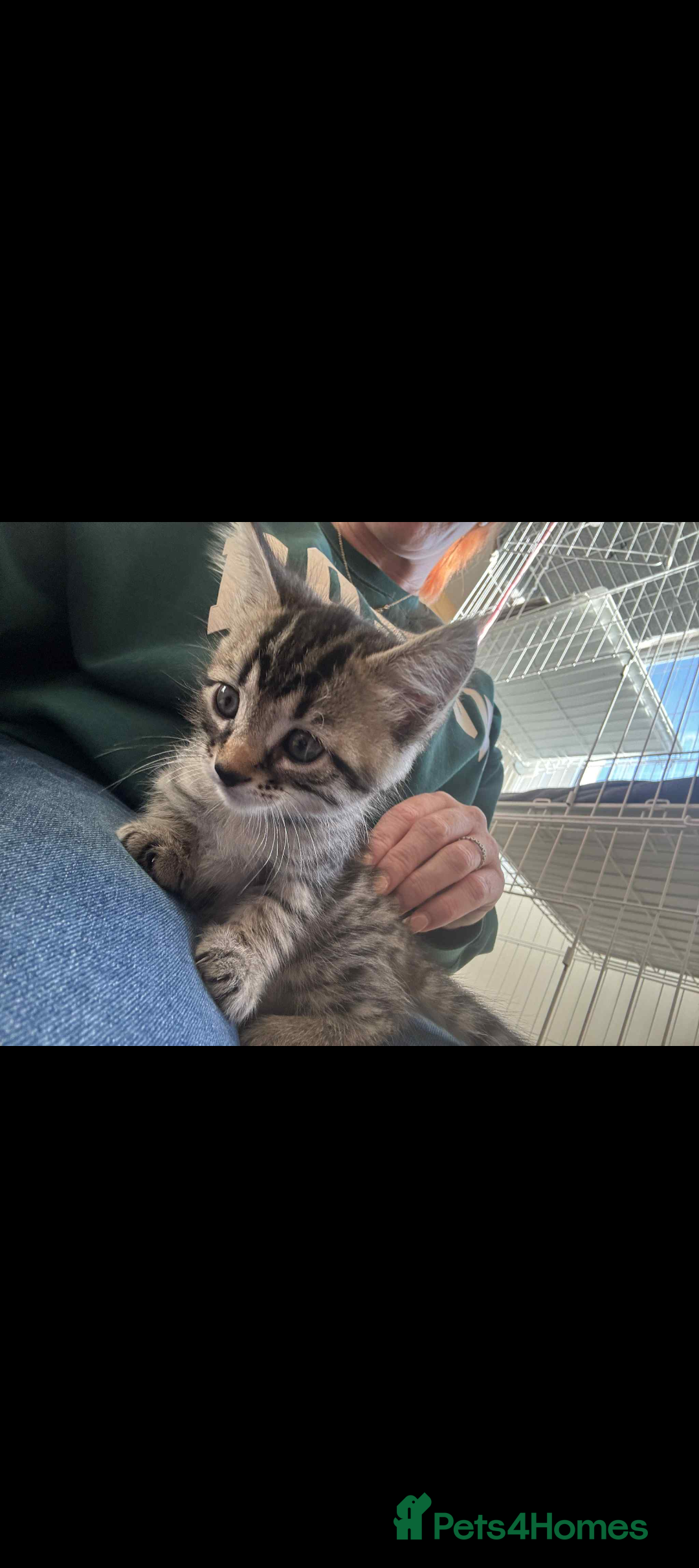 Bengal cats for sale: Bengal x - Image 11