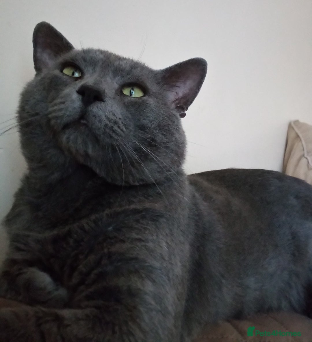 Russian Blue cats for sale: Pure Russian Blue kitten GIRL - Image 7