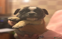 Mixed Breed dogs for sale: French bulldog x British bulldog  - Image 20