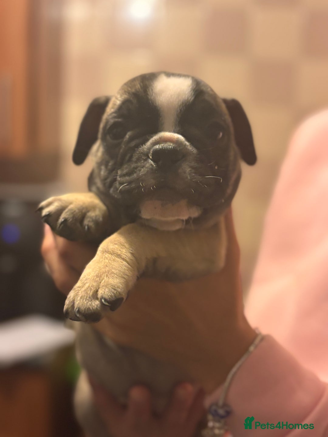 Mixed Breed dogs for sale: French bulldog x British bulldog  - Image 20