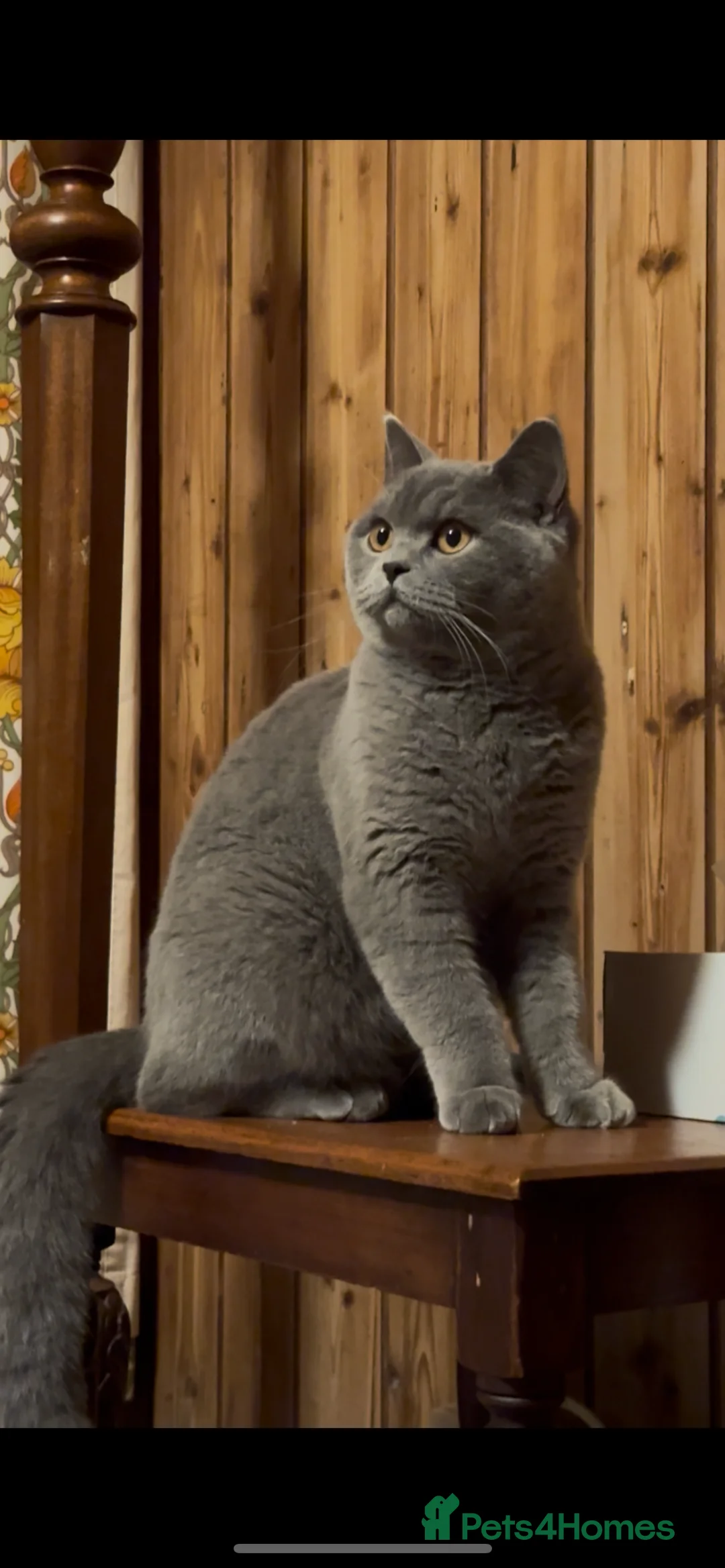 British Shorthair cats for sale: British Shorthair  - Advert 3