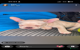 French Bulldog dogs for sale: French bulldog - Image 4