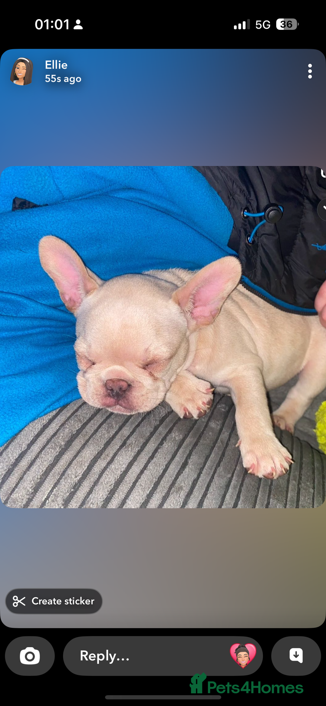 French Bulldog dogs for sale: French bulldog - Image 4