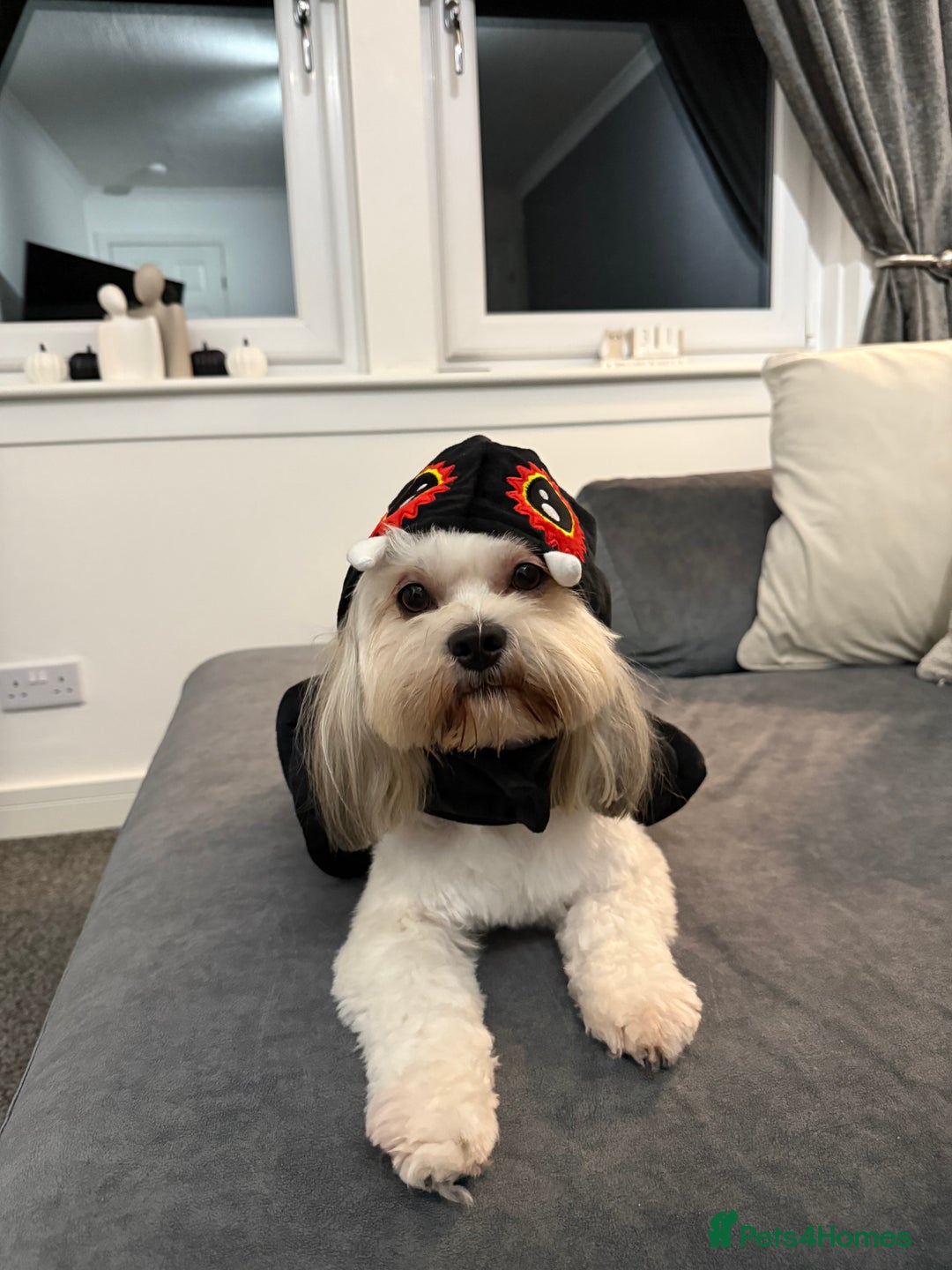 Lhasa Apso dogs for stud: KC Registered Lhasa Apso Stud - Advert 2