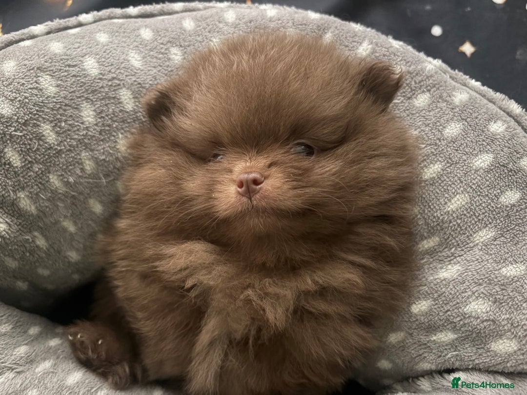 Pomeranian dogs for sale: 3 amazing teddy bear face puppies 🐻🐻🐻 - Advert 4