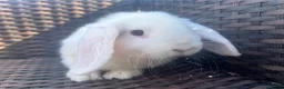 Mini Lop rabbits for sale: Beautiful Baby Mini Lops - Advert 8