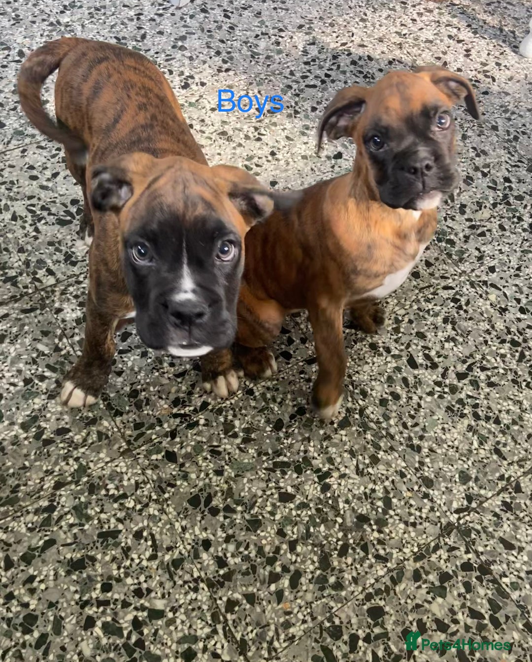 Boxer dogs for sale: KC Registered Boxer puppies  - Image 10