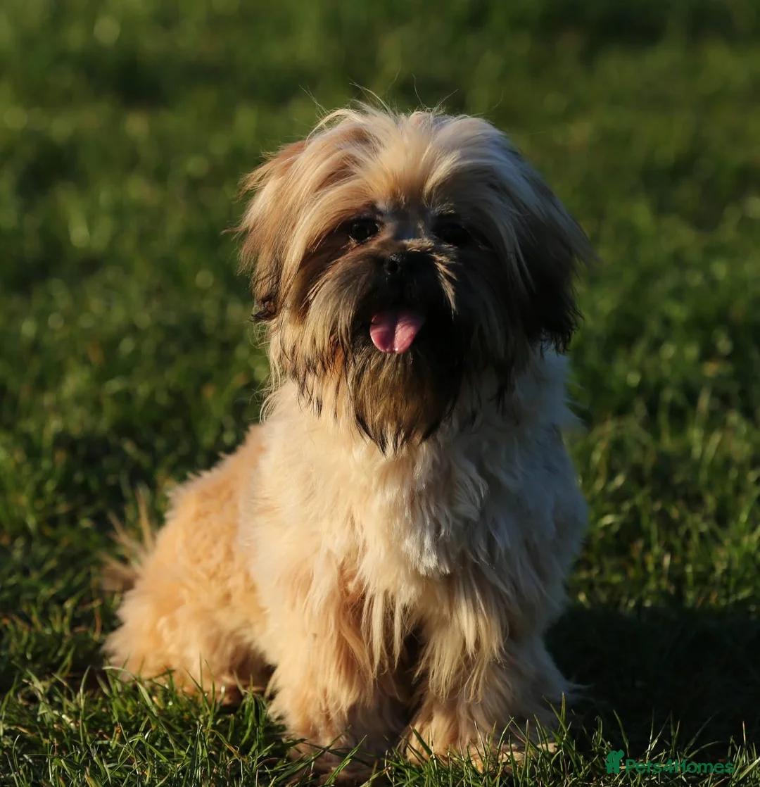 Shih Tzu dogs for sale: outstanding shih tzu boy  - Advert 2