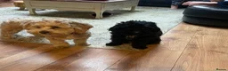 Shihpoo dogs for stud: Our Stunning Shihpoo Teddy for Stud duties in Stevenage - Advert 7