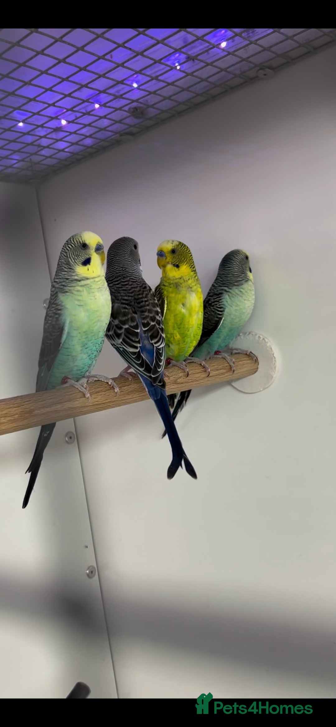 Budgerigars birds for sale: Budgerigars for sale mixed ages mixed genders - Image 4
