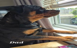 Rottweiler dogs for sale: Rottweiler puppies - Image 17