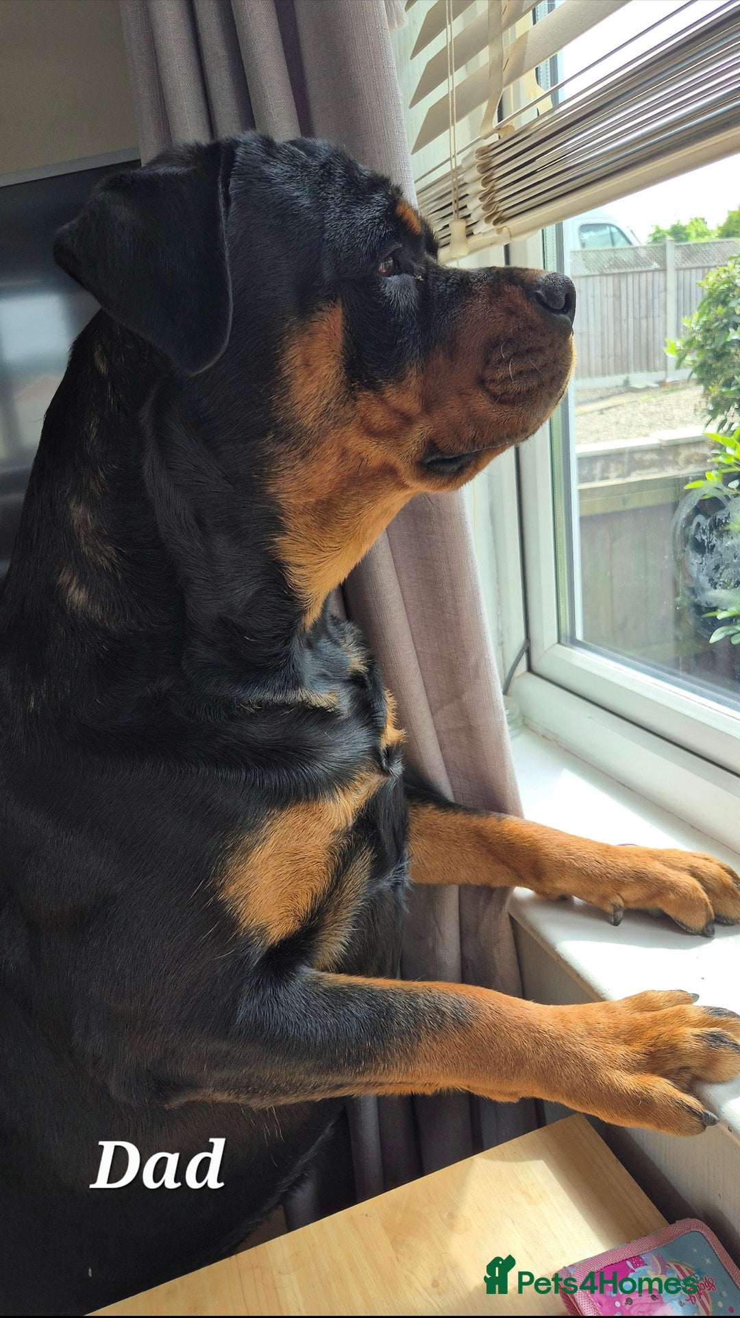 Rottweiler dogs for sale: Rottweiler puppies - Image 17