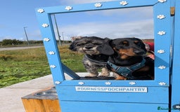 Dachshund dogs for stud: Standard black and tan dachshund for stud  - Image 7