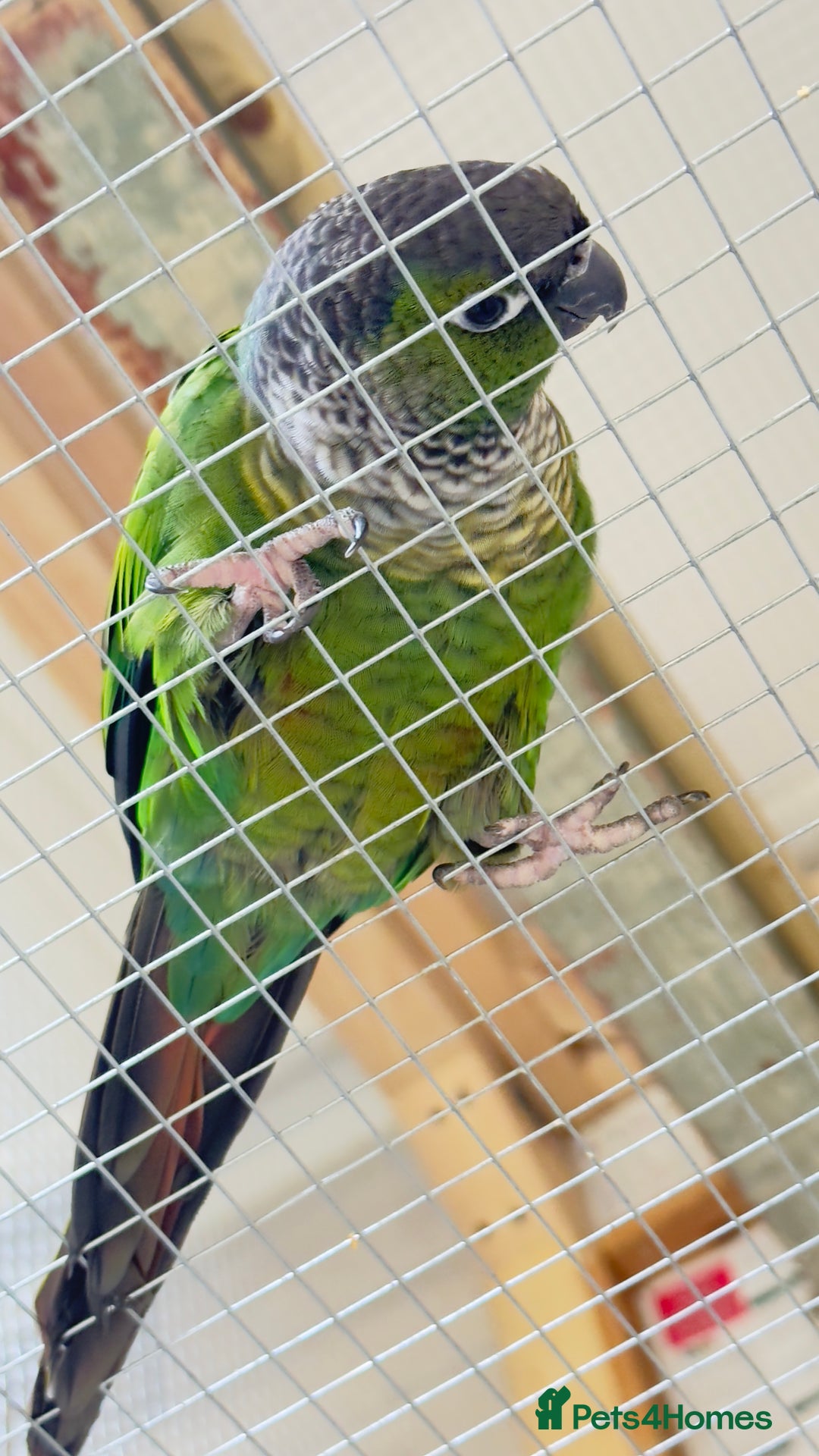 Conures birds for sale: Pair Conure - Advert 3
