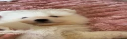 Samoyed dogs for sale: Crufts line + health tested Samoyeds - Advert 18