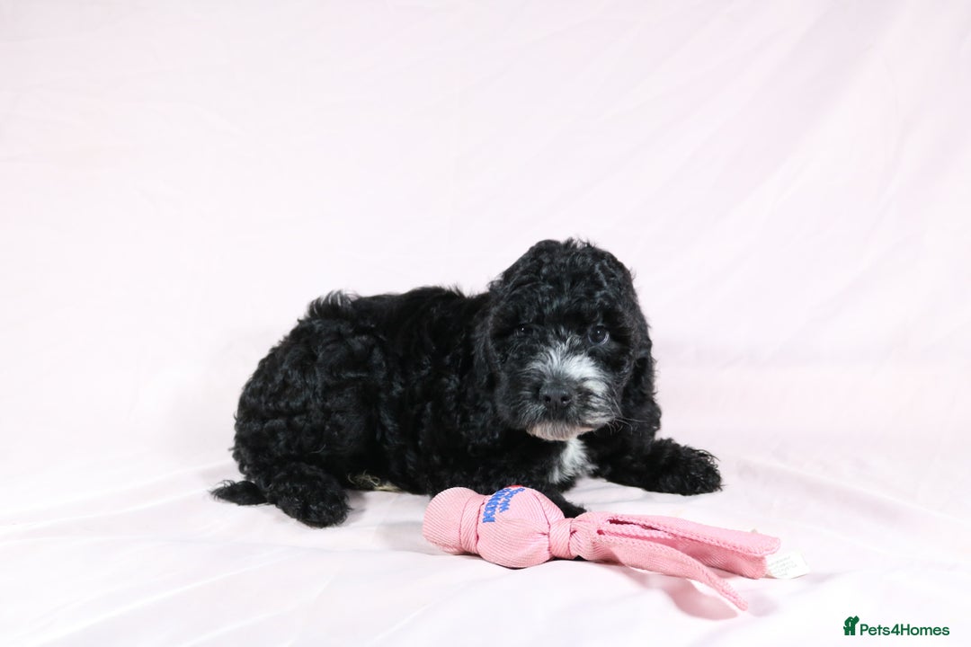 Cockapoo dogs for sale: Ready now beautiful litter F1B cockapoo puppies  in Leicester - Image 34