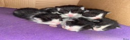 Mixed Breed cats for sale: Home-Raised Black & White Kittens– 10 Weeks Old 🐾 - Advert 18
