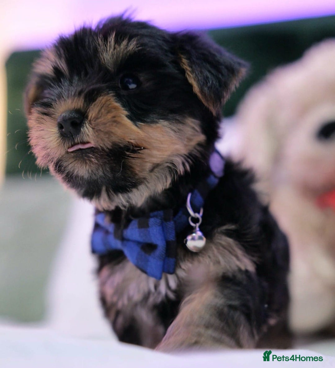 Yorkshire Terrier dogs for sale: Yorkshire Terrier Puppies  - Image 4