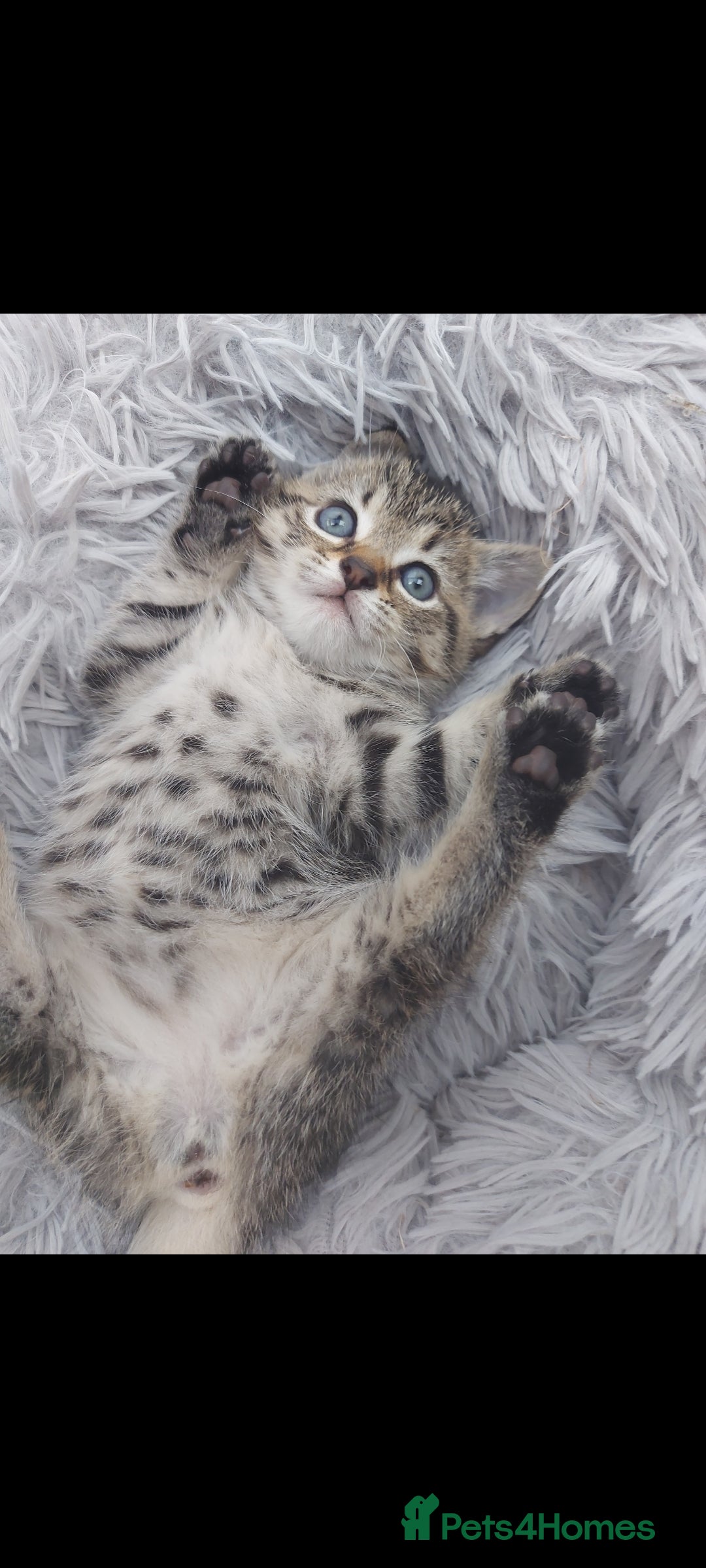 Mixed Breed cats for sale: Beautiful kittens 🥰 - Advert 22