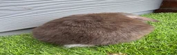 Mini Lop rabbits for sale: Minilop Male Chocolate Bunny From HoppyMiniLops  - Advert 4