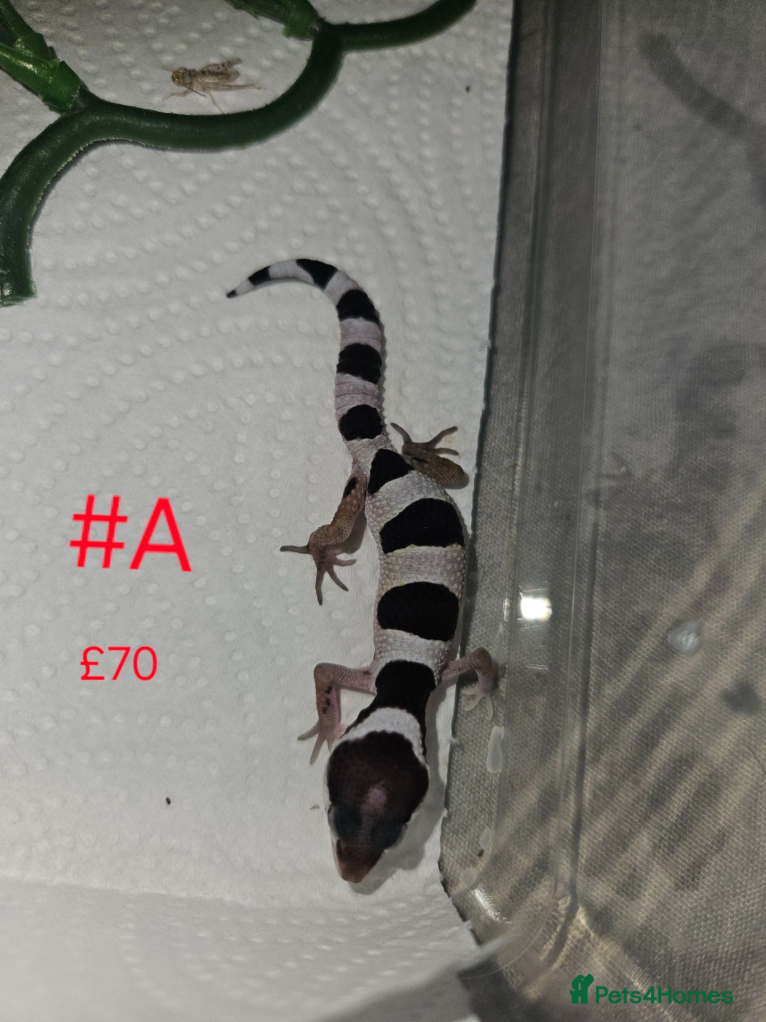 Leopard Gecko reptiles Leopard Geckos  - Advert 8